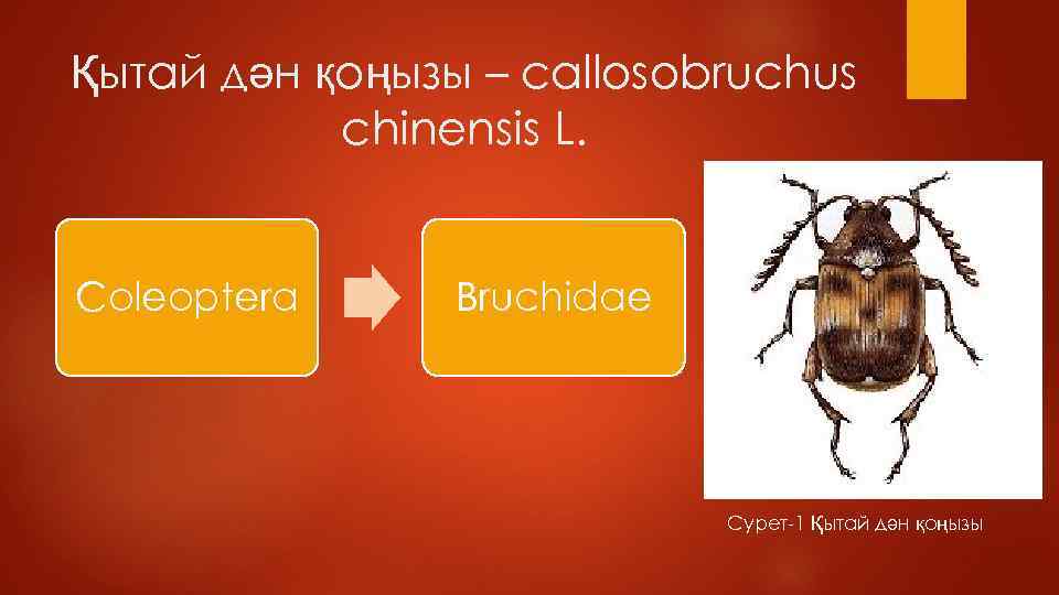 Қытай дән қоңызы – callosobruchus chinensis L. Coleoptera Bruchidae Сурет-1 Қытай дән қоңызы 