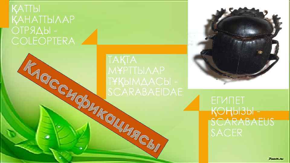ҚАТТЫ ҚАНАТТЫЛАР ОТРЯДЫ COLEOPTERA Кл ас си ф ик ац ия сы ТАҚТА МҰРТТЫЛАР