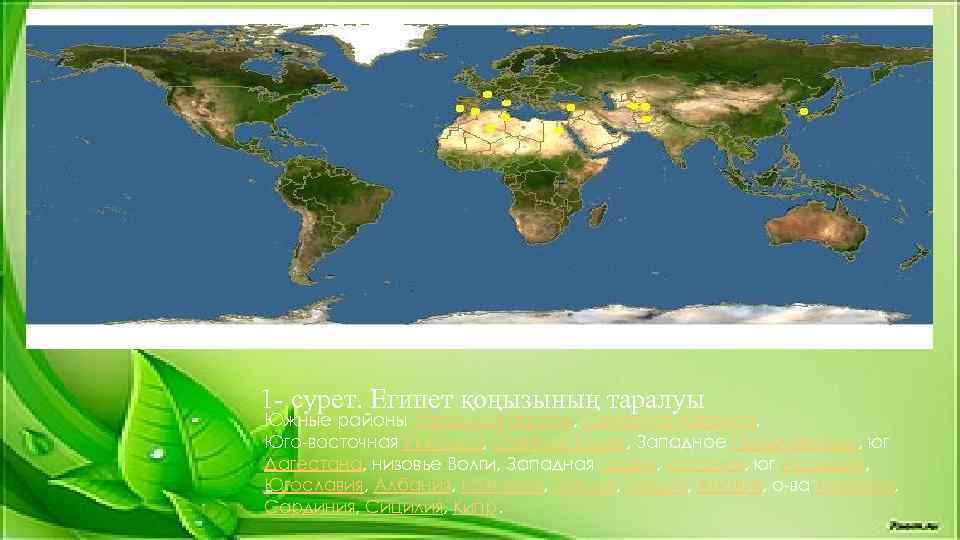 1 - сурет. Египет қоңызының таралуы Южные районы Западной Европы, Северная Африка. Юго-восточная Украина,