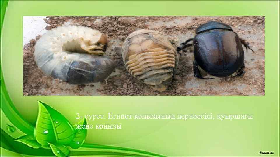 2 - сурет. Египет қоңызының дернәәсілі, қуыршағы және қоңызы 