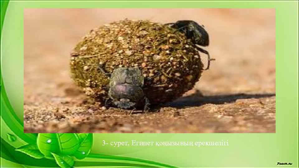 3 - сурет. Египет қоңызының ерекшелігі 