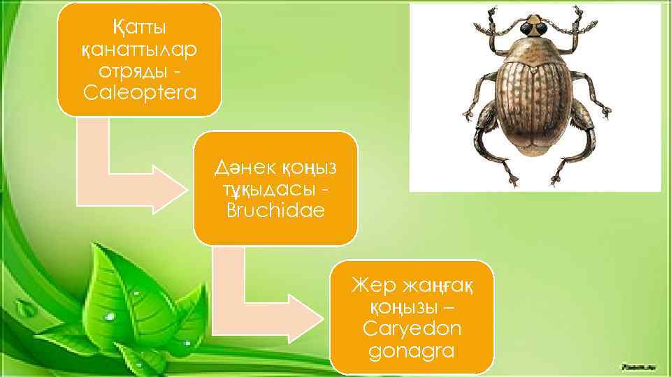 Қатты қанаттылар отряды Caleoptera Дәнек қоңыз тұқыдасы Bruchidae Жер жаңғақ қоңызы – Caryedon gonagra