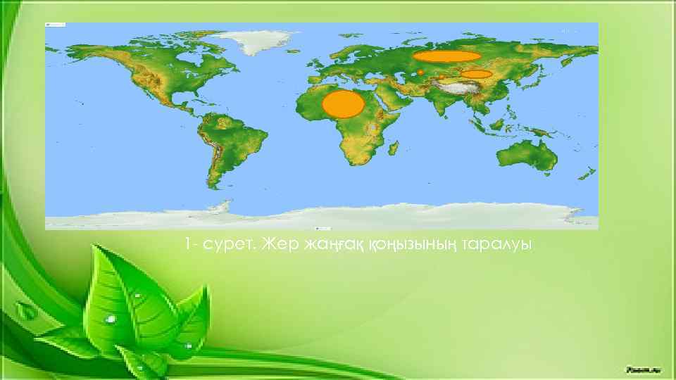 1 - сурет. Жер жаңғақ қоңызының таралуы 