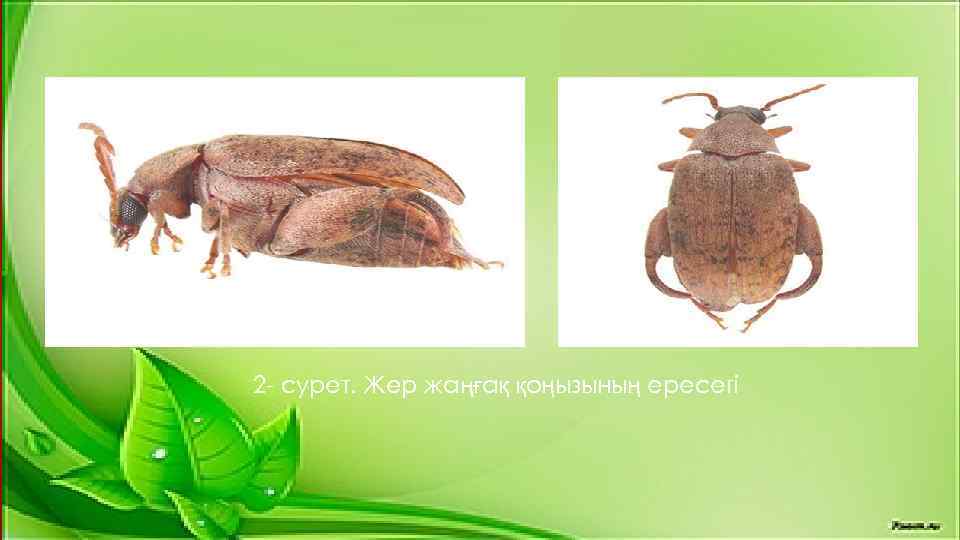 2 - сурет. Жер жаңғақ қоңызының ересегі 