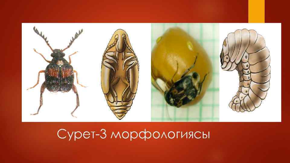 Сурет-3 морфологиясы 