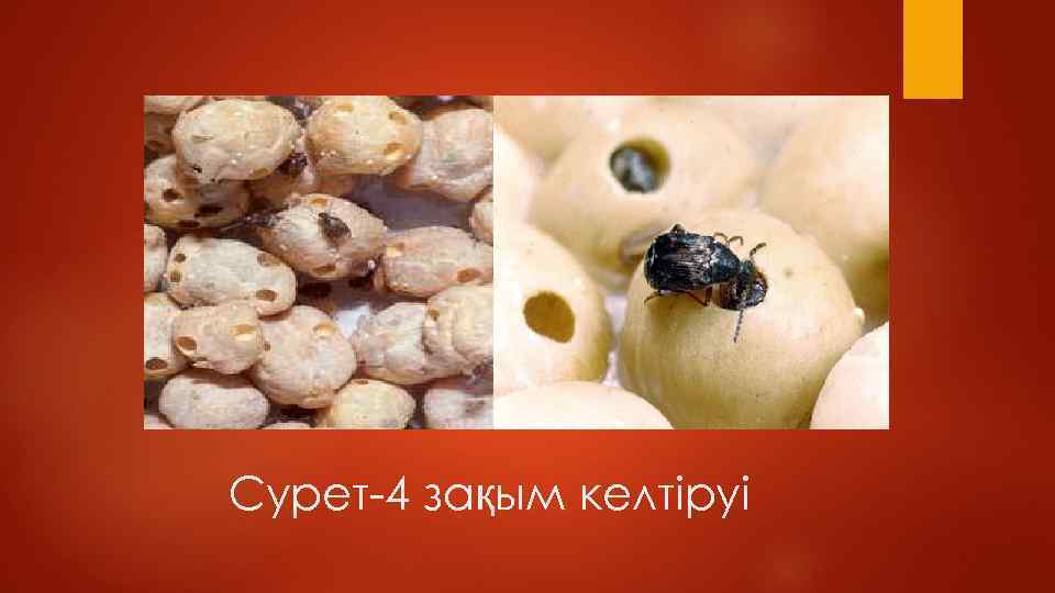 Сурет-4 зақым келтіруі 