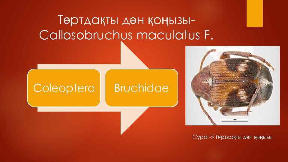 Төртдақты дән қоңызы. Callosobruchus maculatus F. Coleoptera Bruchidae Сурет-5 Төртдақты дән қоңызы 