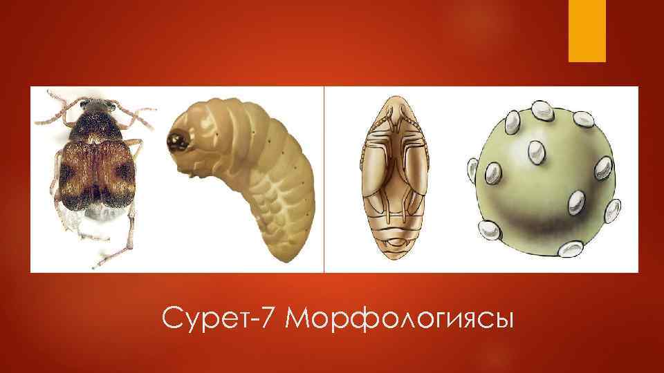 Сурет-7 Морфологиясы 