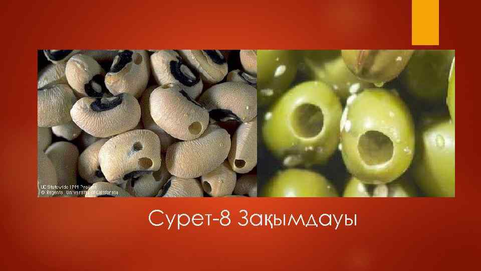 Сурет-8 Зақымдауы 