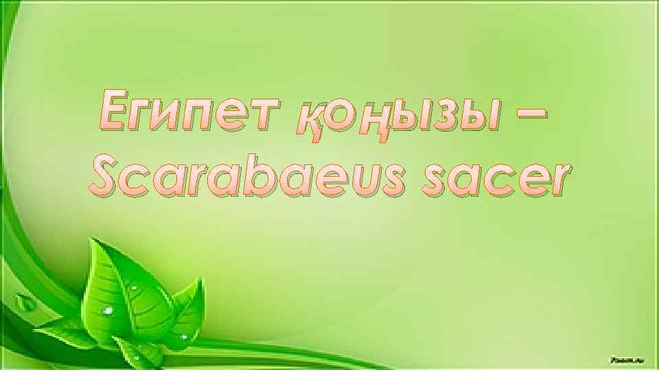 Египет қоңызы – Scarabaeus sacer 