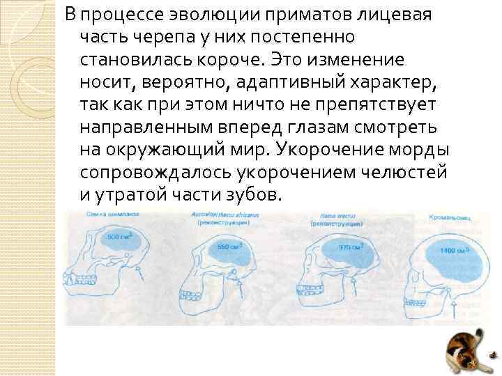 В процессе эволюции приматов лицевая часть черепа у них постепенно становилась короче. Это изменение