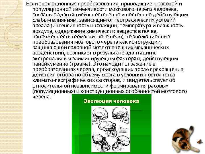 Если эволюционные преобразования, приводящие к расовой и популяционной изменчивости мозгового черепа человека, связаны с