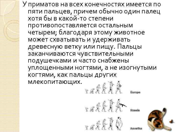 У приматов на всех конечностях имеется по пяти пальцев, причем обычно один палец хотя