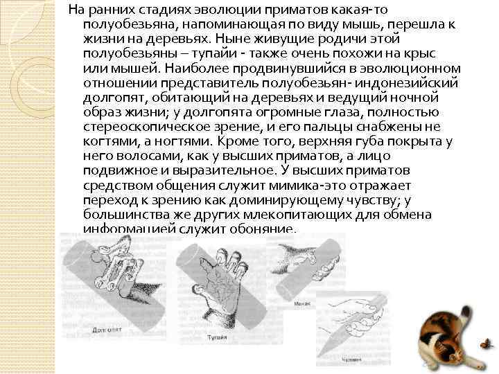 На ранних стадиях эволюции приматов какая то полуобезьяна, напоминающая по виду мышь, перешла к