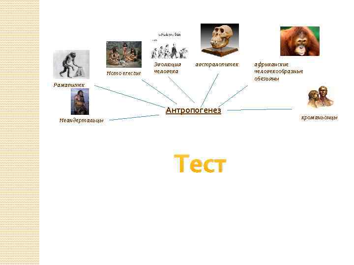 Homo erectus Эволюция человека австралопитек Рамапитек Антропогенез Неандертальцы Тест африканские человекообразные обезьяны кроманьонцы 