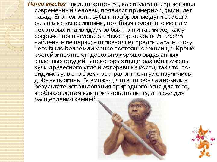 Homo erectus вид, от которого, как полагают, произошел современный человек, появился примерно 1, 5