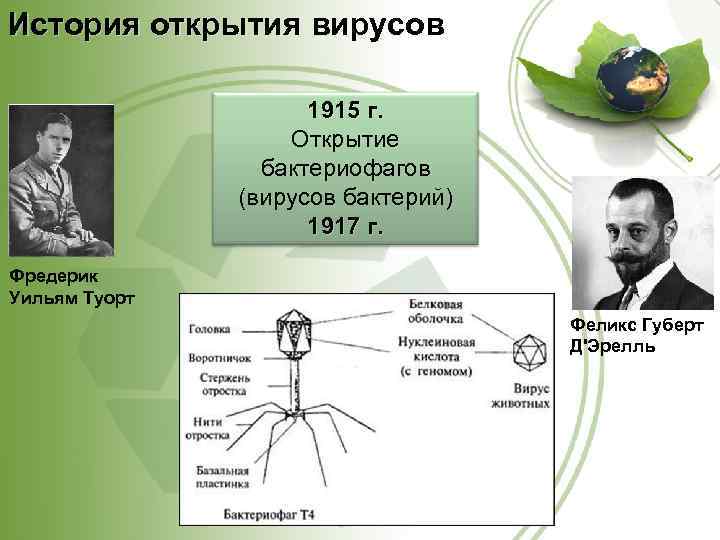 История открытия вирусов 1915 г. Открытие бактериофагов (вирусов бактерий) 1917 г. Фредерик Уильям Туорт