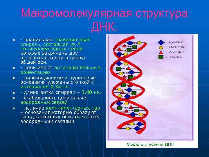 Макромолекулярная структура ДНК. n n n - правильная правовинтовая спираль, состоящая из 2 полинуклеатидных