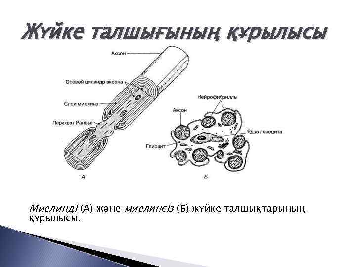 Жүйке талшығының құрылысы Миелинді (А) және миелинсіз (Б) жүйке талшықтарының құрылысы. 