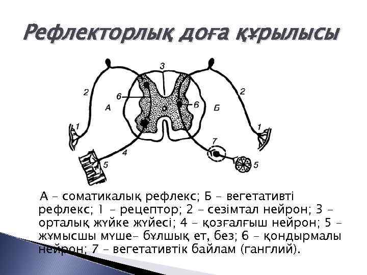 Рефлекторлық доға құрылысы А – соматикалық рефлекс; Б - вегетативті рефлекс; 1 - рецептор;