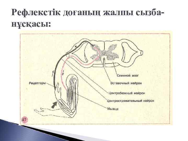 Рефлекстік доғаның жалпы сызбанұсқасы: 