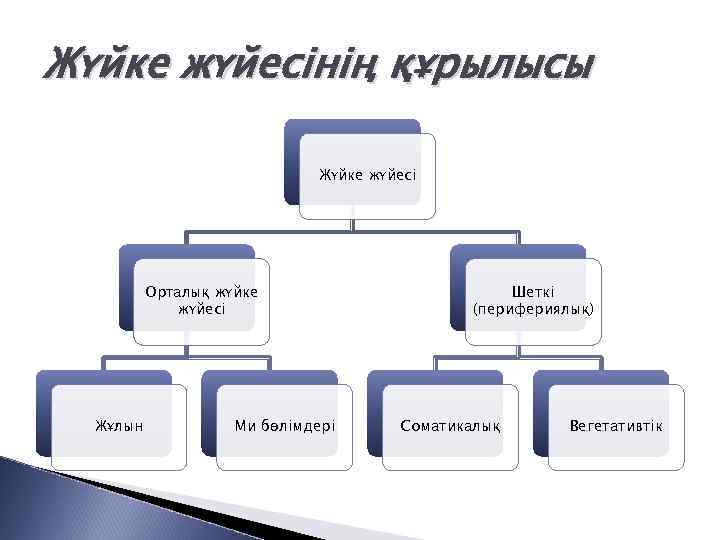 Жүйке жүйесінің құрылысы Жүйке жүйесі Орталық жүйке жүйесі Жұлын Ми бөлімдері Шеткі (перифериялық) Соматикалық