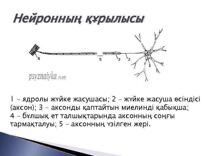 Нейронның құрылысы 1 – ядролы жүйке жасушасы; 2 – жүйке жасуша өсіндісі (аксон); 3