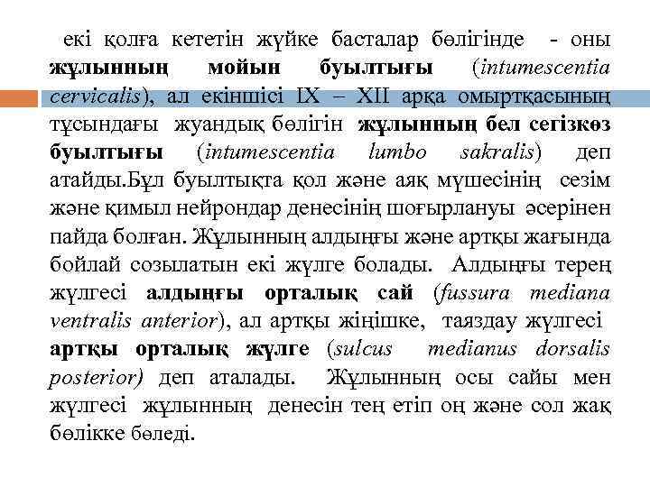 екі қолға кететін жүйке басталар бөлігінде - оны жұлынның мойын буылтығы (intumescentia cervicalis), ал