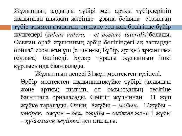 Жұлынның алдыңғы түбірі мен артқы түбірлерінің жұлыннан шыққан жерінде ұзына бойына созылған түбір атымен