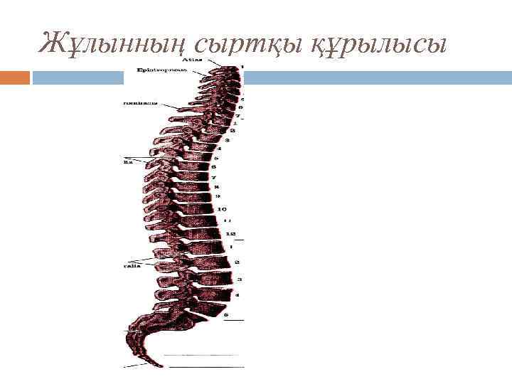 Жұлынның сыртқы құрылысы 