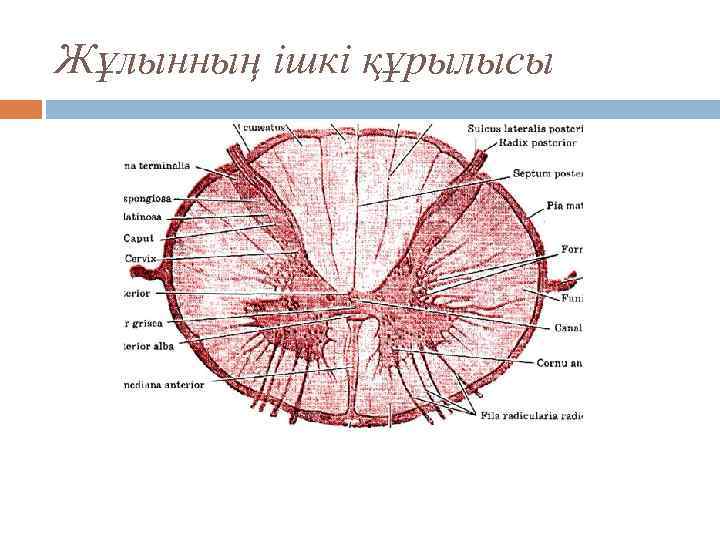 Жұлынның ішкі құрылысы 