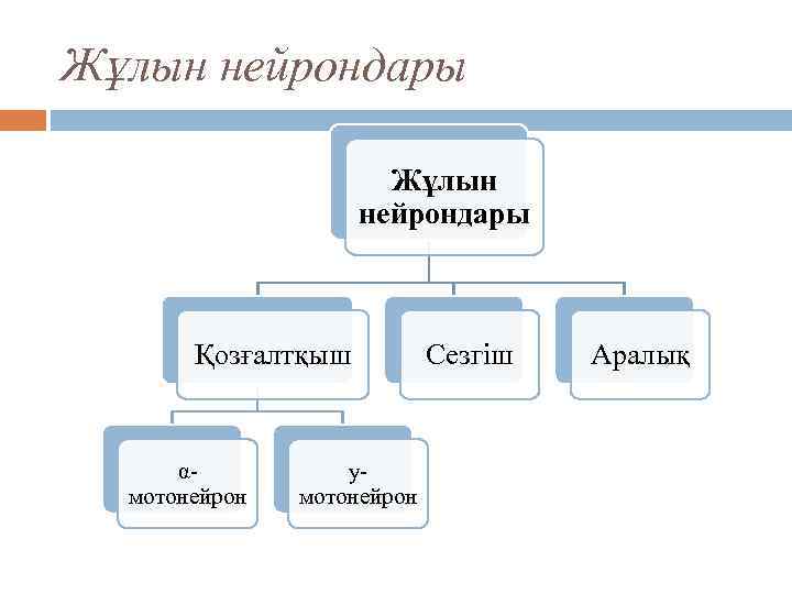 Жұлын нейрондары Қозғалтқыш αмотонейрон yмотонейрон Сезгіш Аралық 