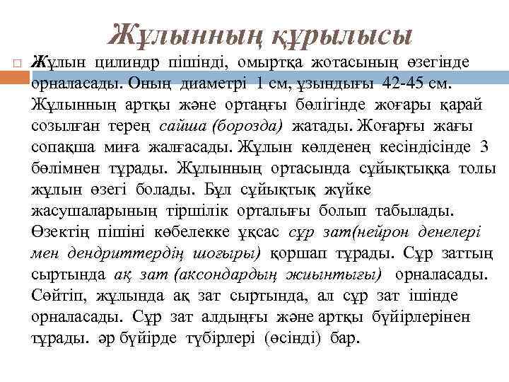 Жұлынның құрылысы Жұлын цилиндр пішінді, омыртқа жотасының өзегінде орналасады. Оның диаметрі 1 см, ұзындығы