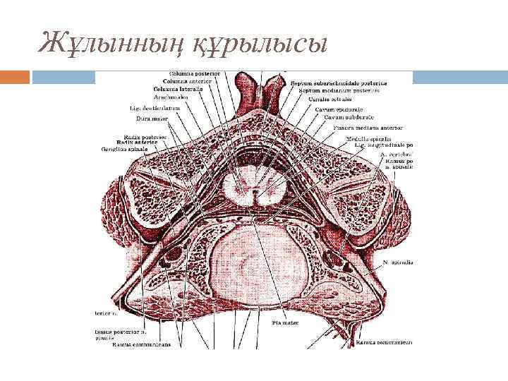 Жұлынның құрылысы 