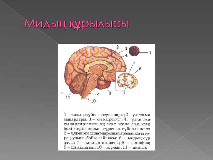 Мидың құрылысы презентация