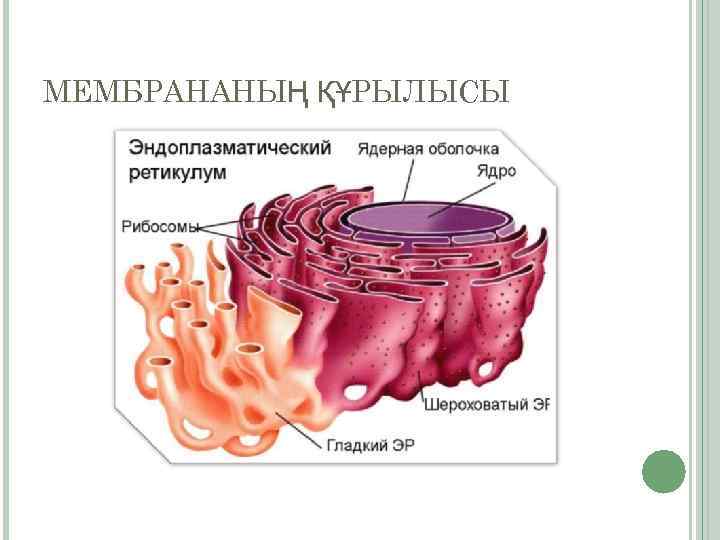 МЕМБРАНАНЫҢ ҚҰРЫЛЫСЫ 