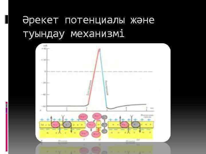 Әрекет потенциалы және туындау механизмі 