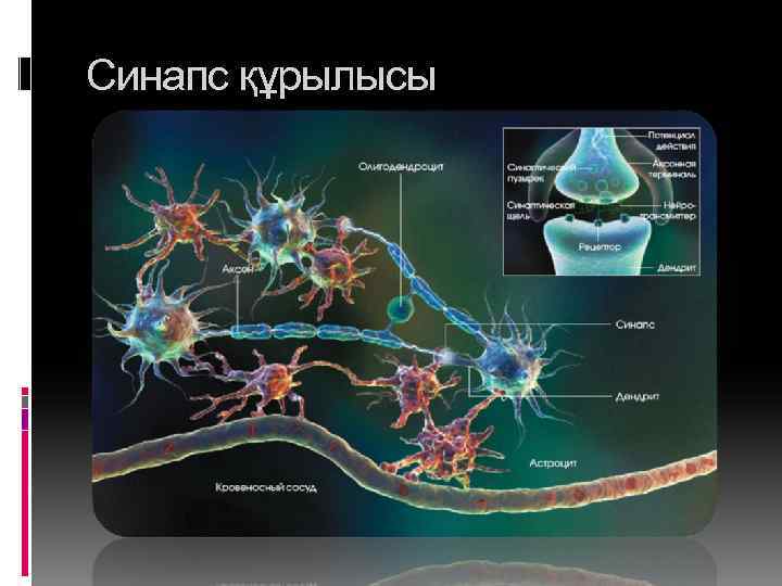 Синапс құрылысы 