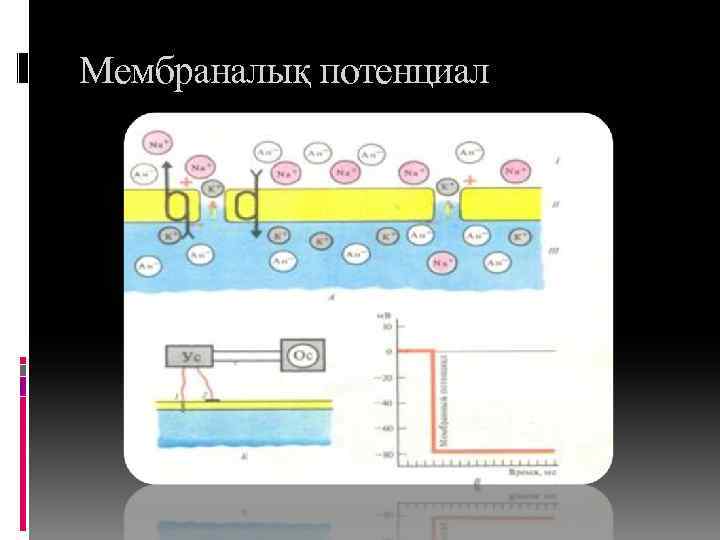 Мембраналық потенциал 