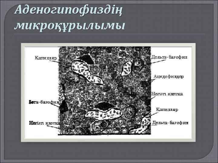 Аденогипофиздің микроқұрылымы 