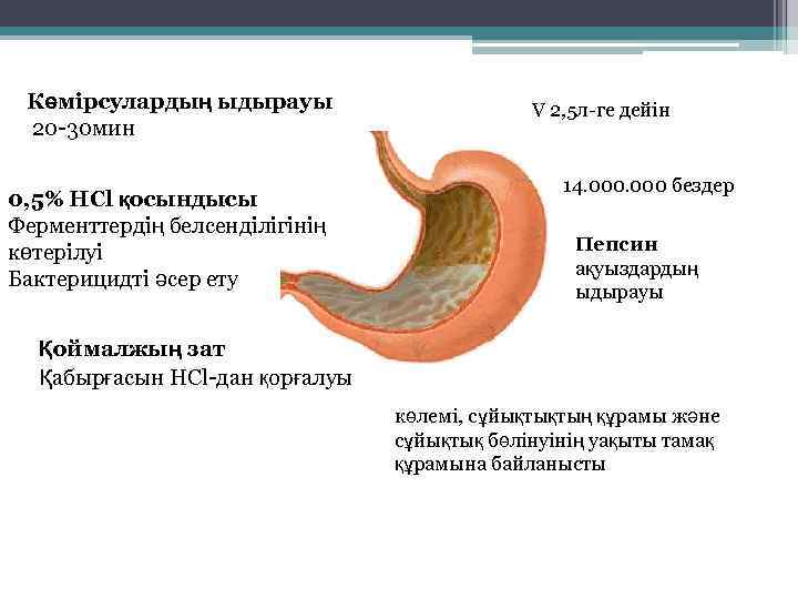 Көмірсулардың ыдырауы 20 -30 мин 0, 5% HCl қосындысы Ферменттердің белсенділігінің көтерілуі Бактерицидті әсер