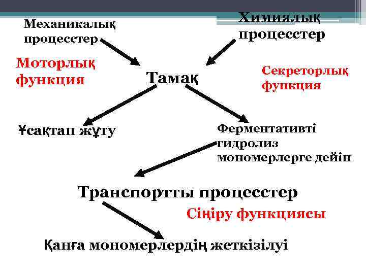 Химиялық процесстер Механикалық процесстер Моторлық функция Ұсақтап жұту Тамақ Секреторлық функция Ферментативті гидролиз мономерлерге