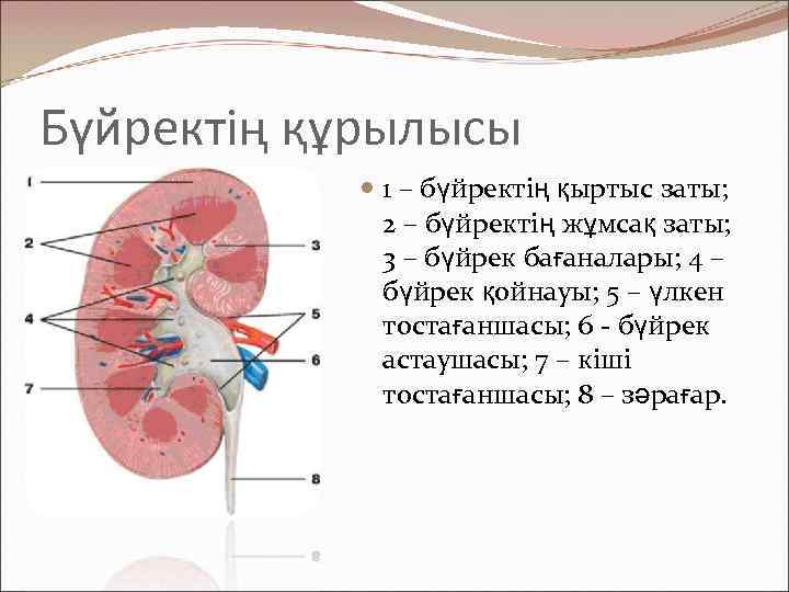 Бүйректің құрылысы 1 – бүйректің қыртыс заты; 2 – бүйректің жұмсақ заты; 3 –