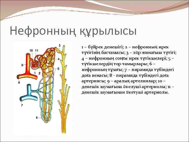 Нефронның құрылысы 1 – бүйрек денешігі; 2 – нефронның ирек түтігінің бастамасы; 3 –