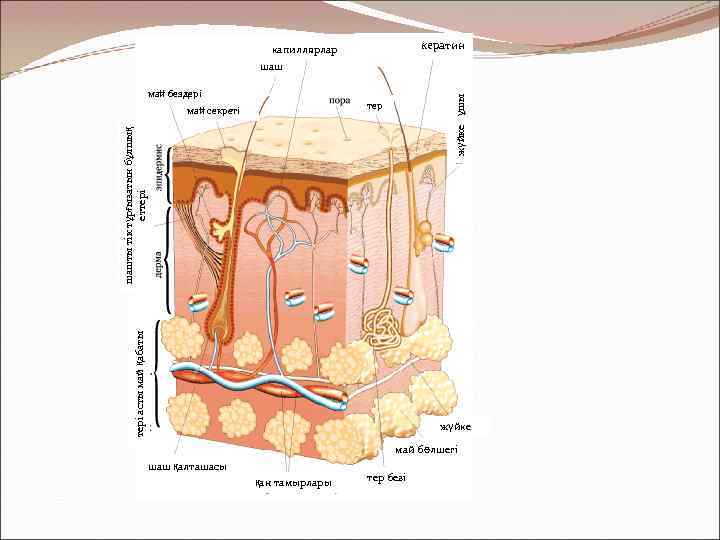 кератин капиллярлар май бездері жүйке ұшы шаш тері асты май қабаты шашты тік тұрғызатын