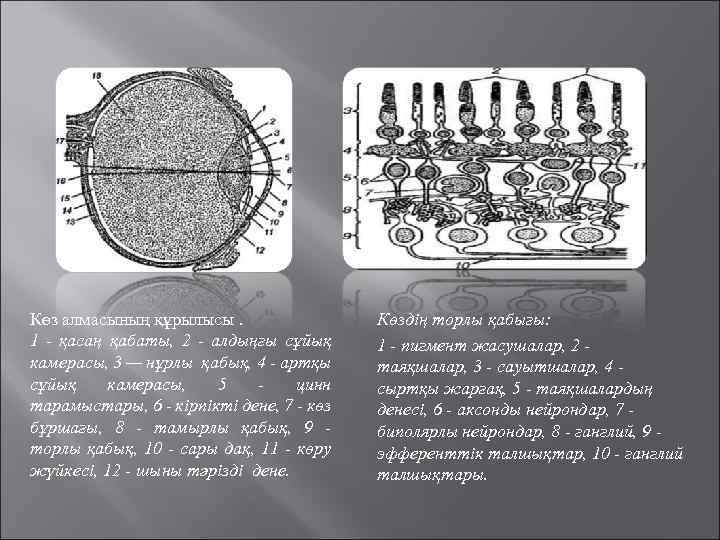 Көз алмасының құрылысы. 1 - қасаң қабаты, 2 - алдыңғы сұйық камерасы, 3 —