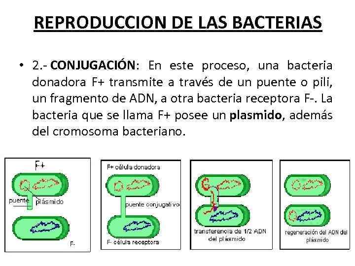 REPRODUCCION DE LAS BACTERIAS • 2. - CONJUGACIÓN: En este proceso, una bacteria donadora