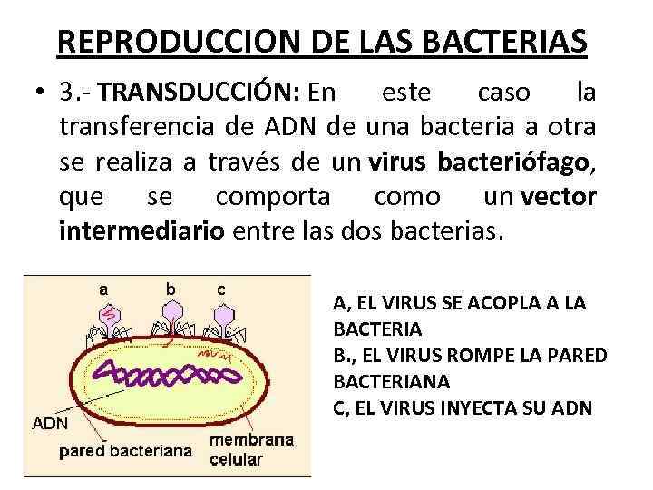 REPRODUCCION DE LAS BACTERIAS • 3. - TRANSDUCCIÓN: En este caso la transferencia de