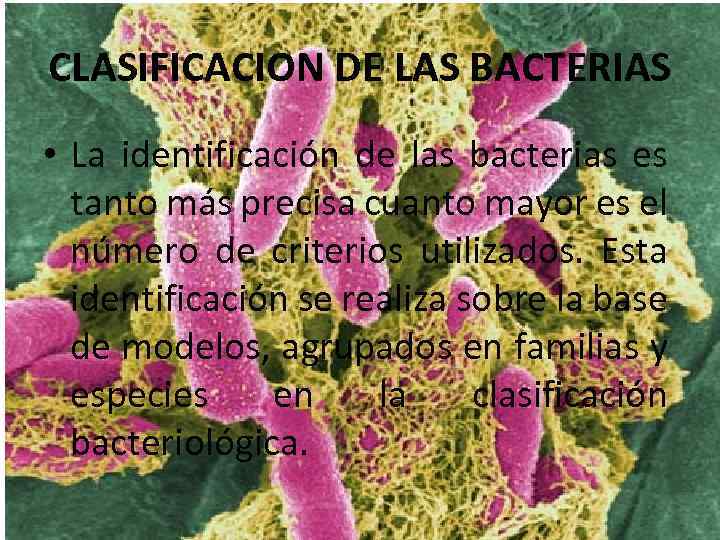 CLASIFICACION DE LAS BACTERIAS • La identificación de las bacterias es tanto más precisa
