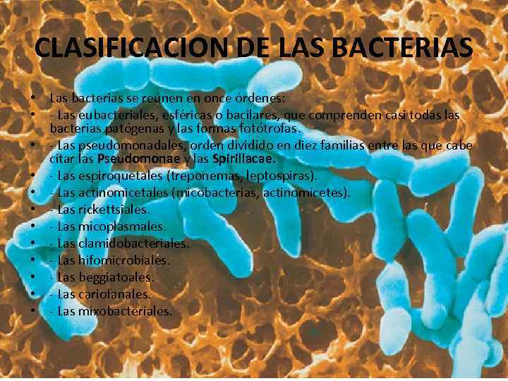 CLASIFICACION DE LAS BACTERIAS • Las bacterias se reúnen en once órdenes: • -
